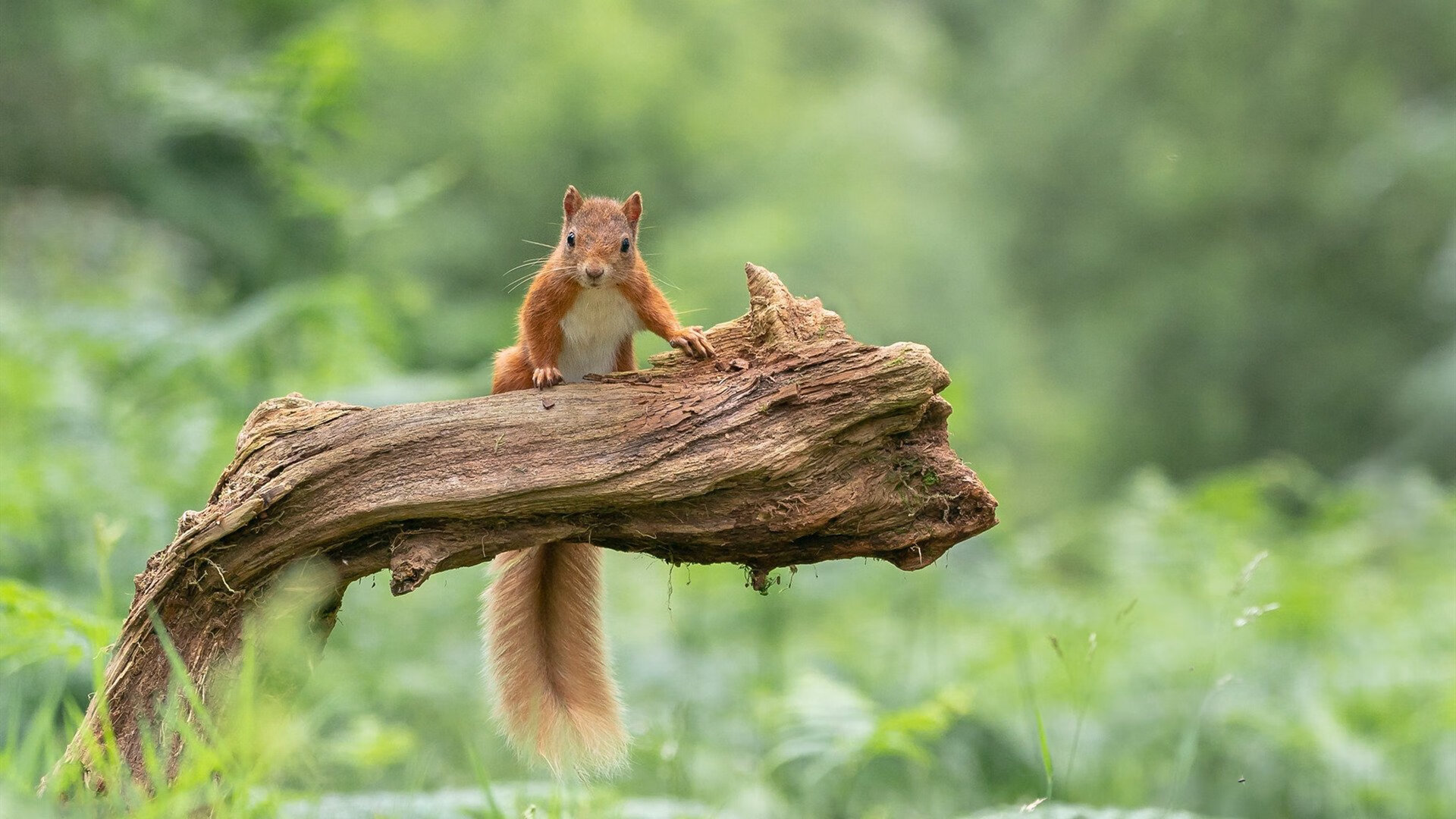 九游下载安装-_校园网球冠军赛：激励青少年追梦成长_，学校网球比赛