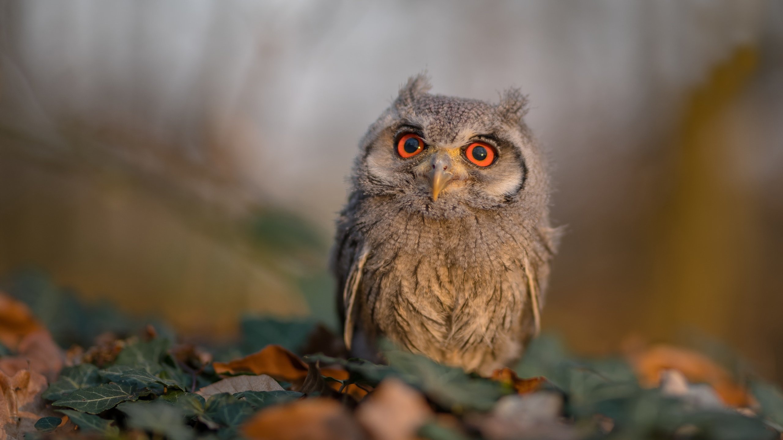 九游下载官网-_行业专家解析：2025年网球比赛的新趋势_，网球未来