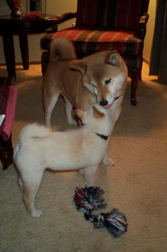 JiuyouAPP下载-一场比赛胜负的“瞬间决定”：欧冠经典瞬间，欧冠精彩片段