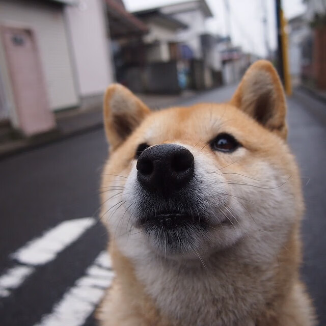 九游游戏中心官网-巴西骑手丽莎·卡瓦略在巴黎奥运会盛装舞步比赛中获得第十名，展现出色表现。