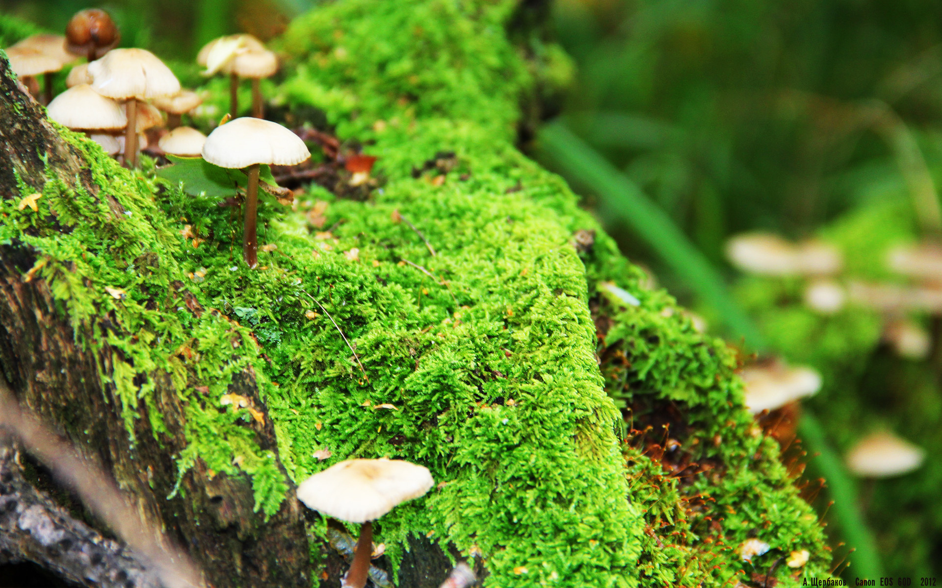 英超攻守转换快,精彩瞬间频繁刷新场面,英超进攻最猛的球队