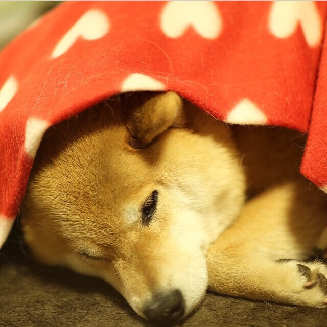 足球青训资金投入创新高,足球青训项目