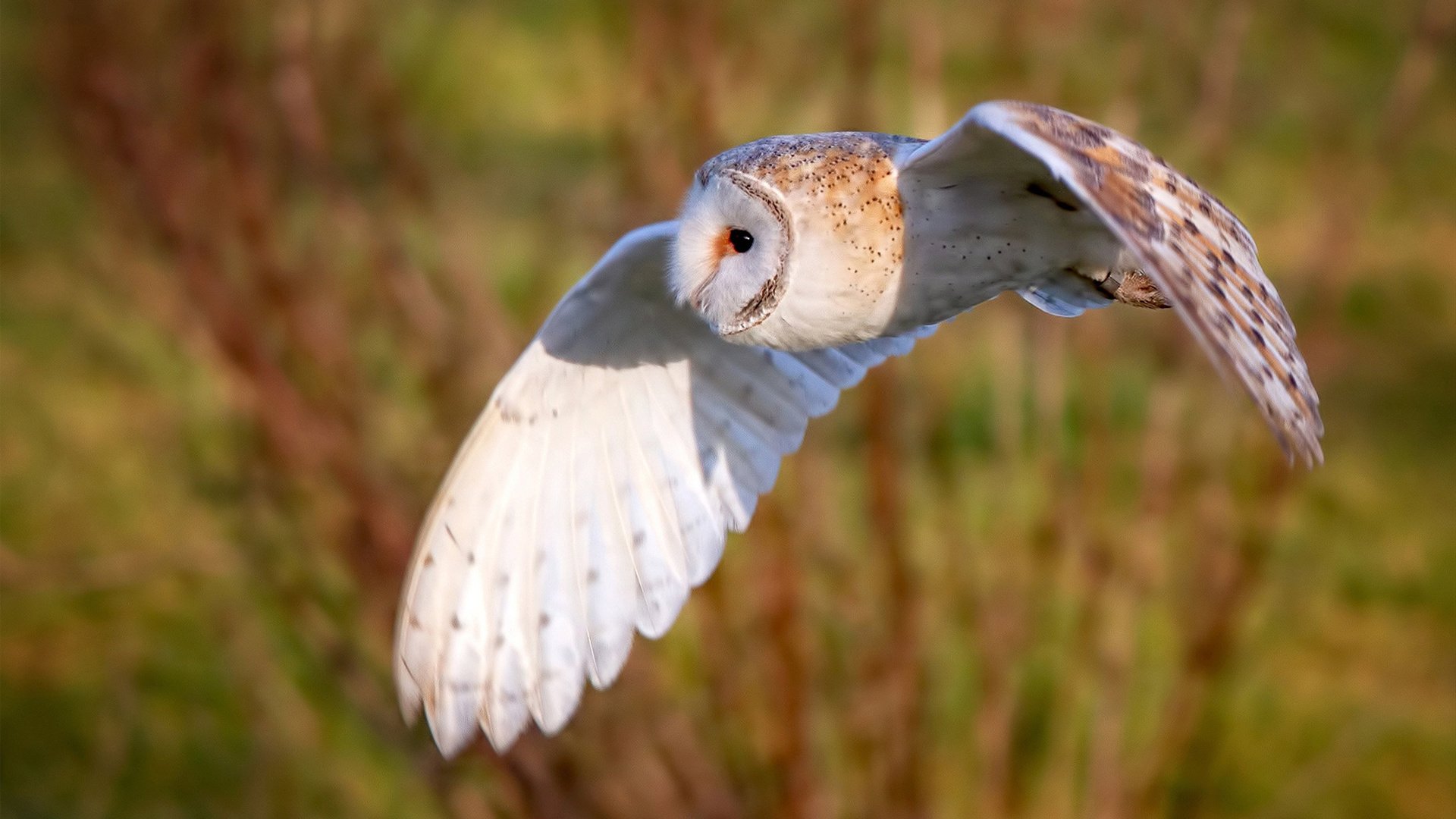 勇士翻盘森林狼，季后赛首轮中库里三分雨不断，勇士队pk森林狼视频
