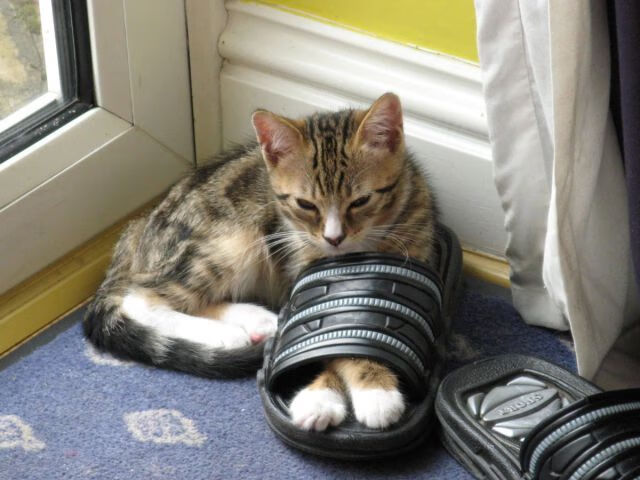 九游官网下载电脑版-国足归化球员表现引关注，国足归化球员 知乎