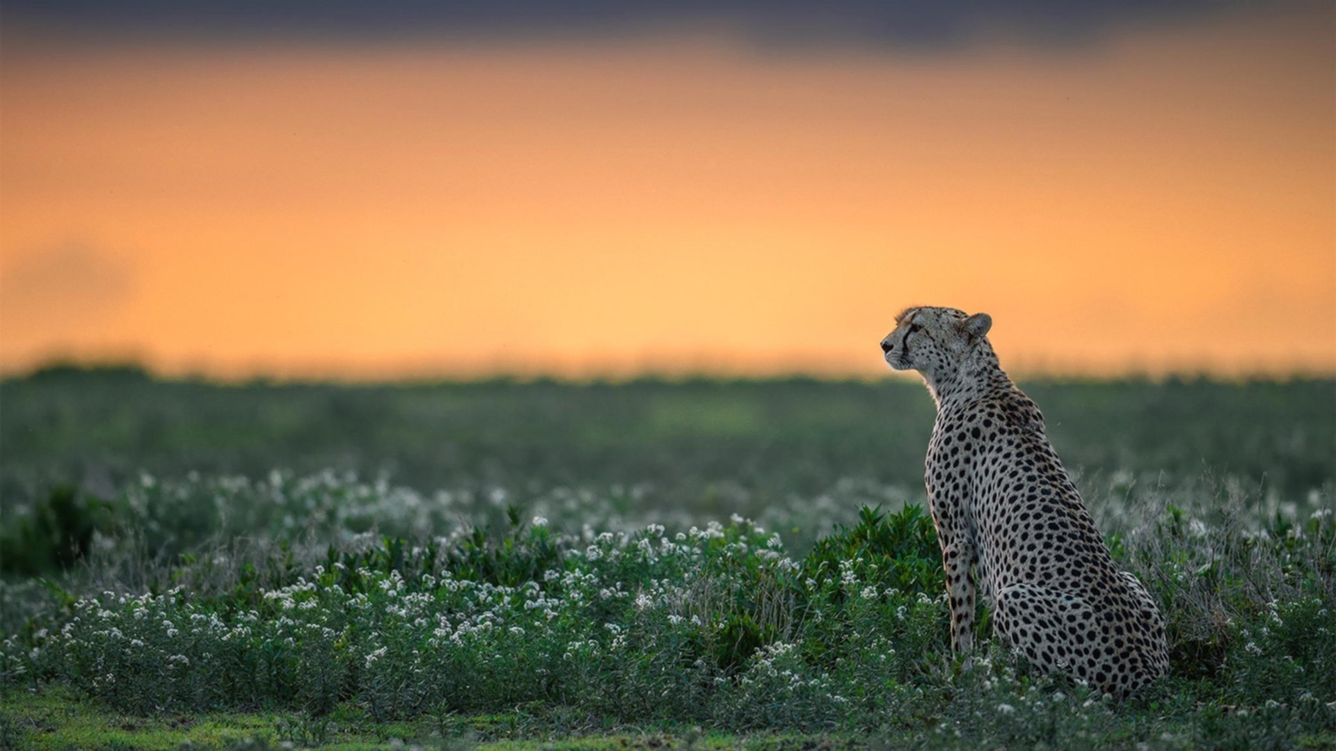 意大利足球比赛举办派对活动,球迷狂欢,意大利足球场比赛