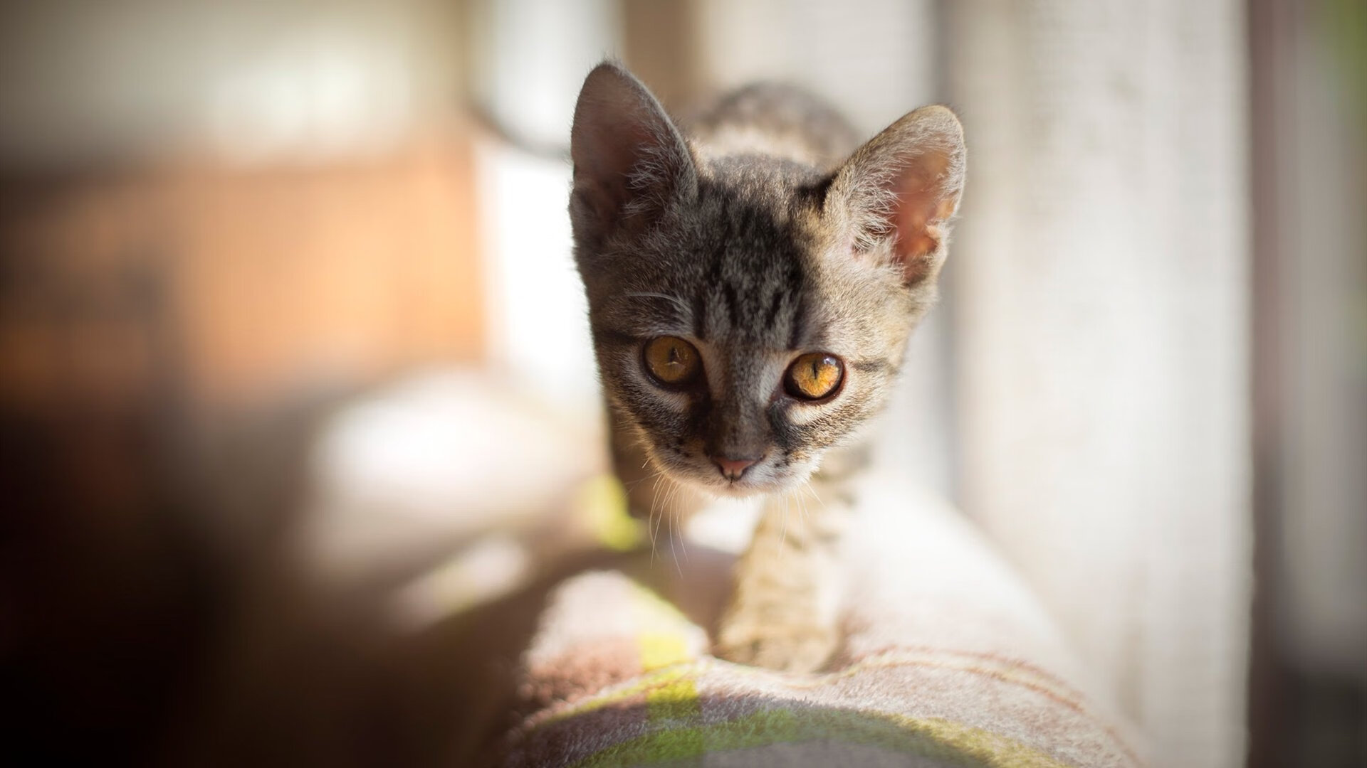 拉齐奥客场惜败佛罗伦萨,主帅下课传闻再起,拉齐奥对佛罗伦萨分析