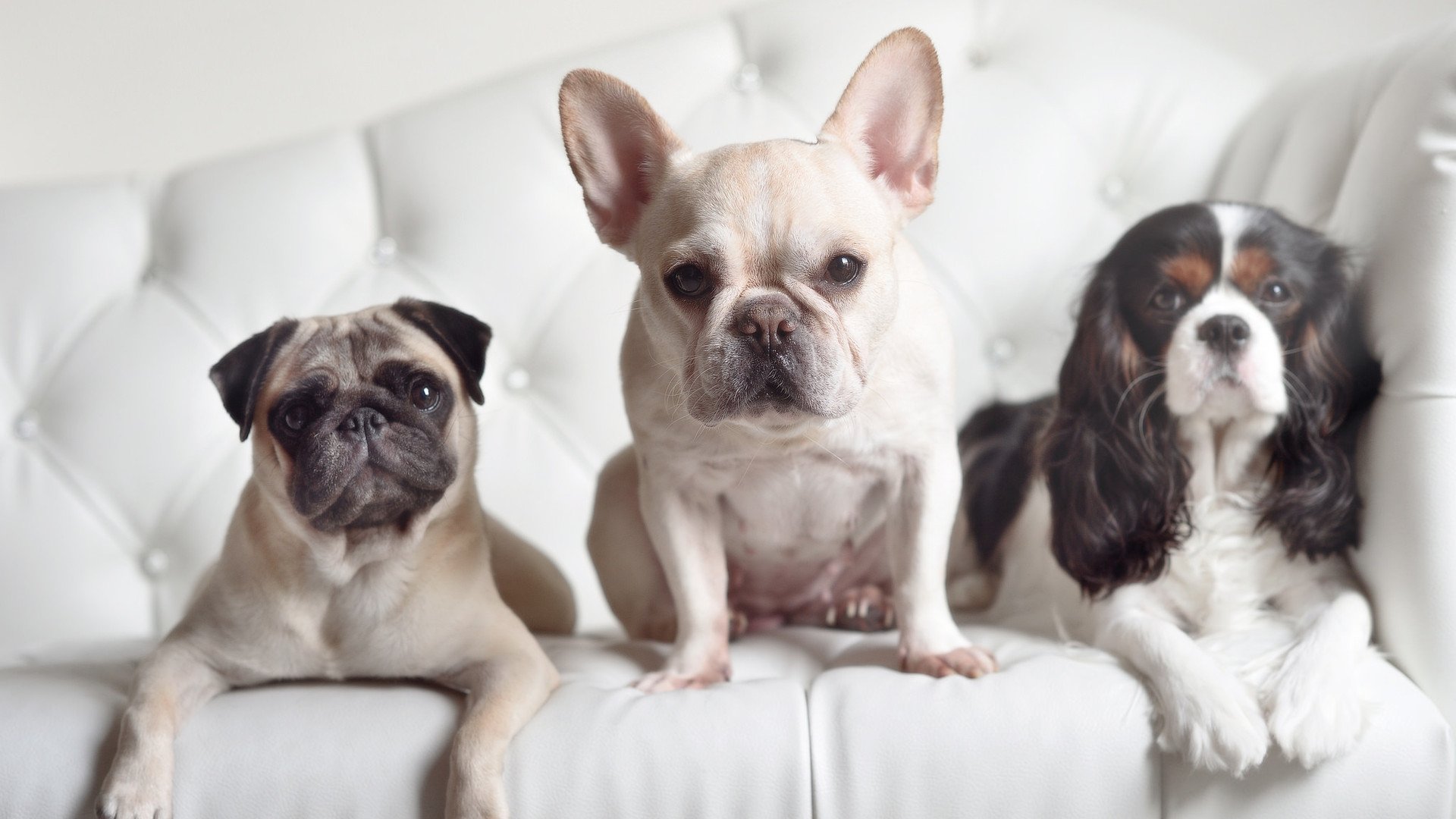 河北夺得常规赛冠军，晋级季后赛，河北队战绩