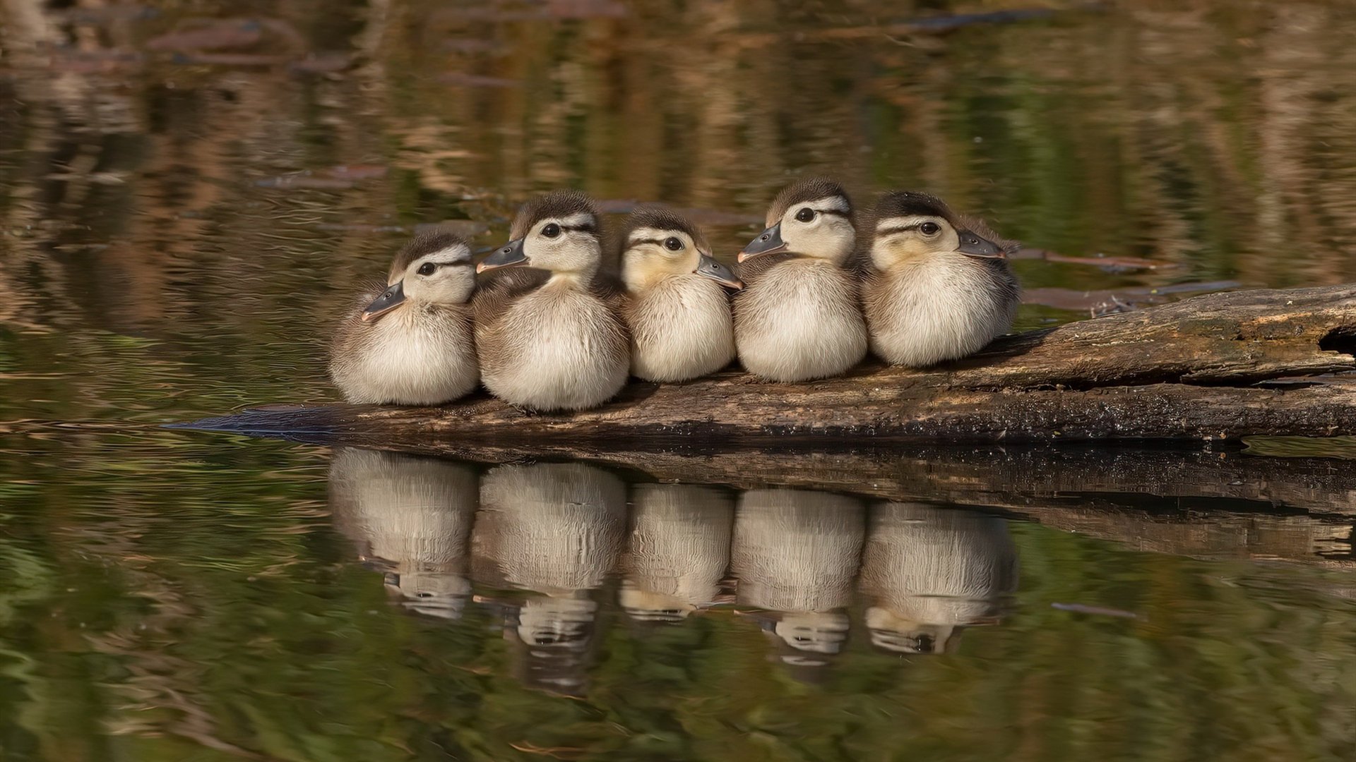 沙特球队连续保持不败，沙特队战绩