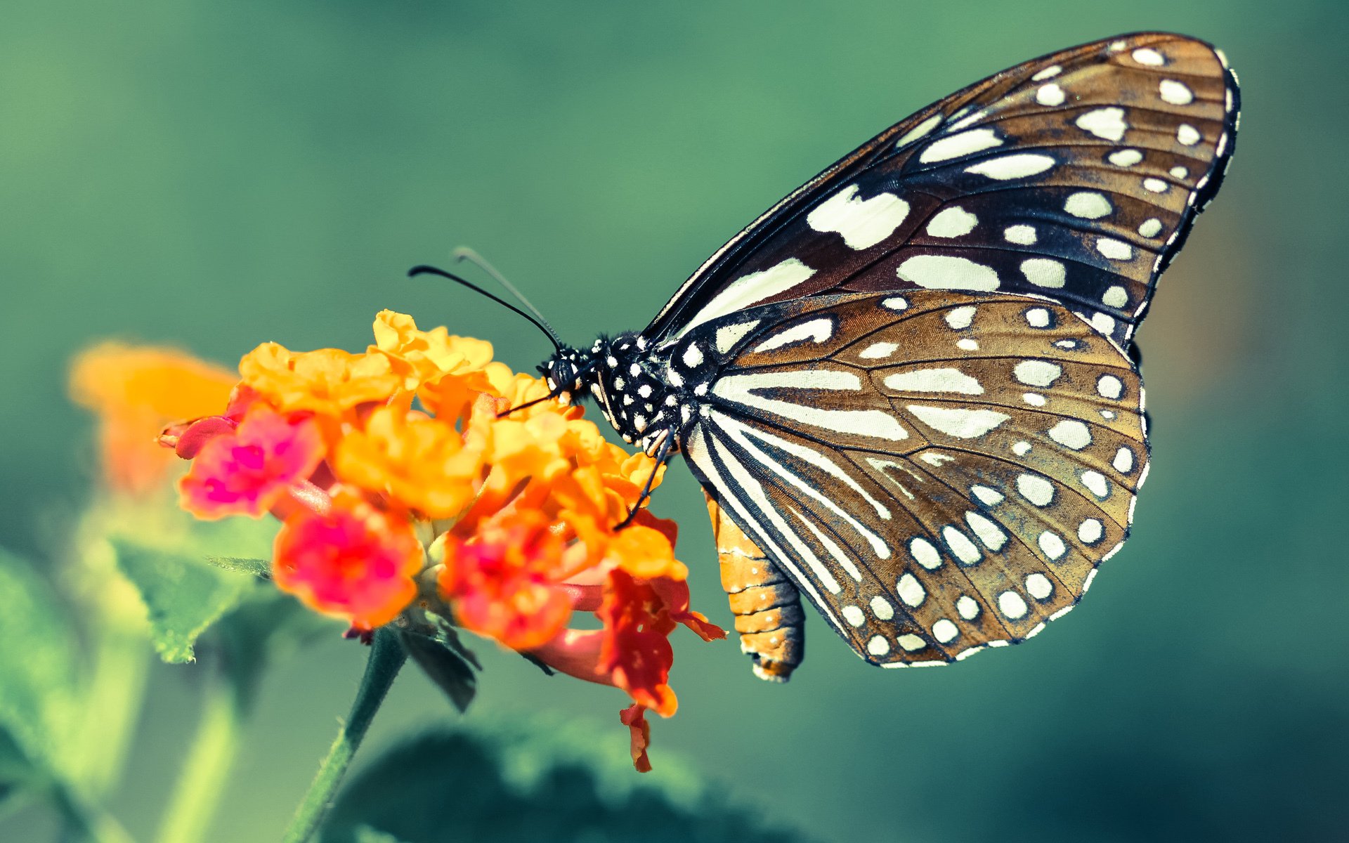 河床季后赛席位有望稳固,河床赛程500