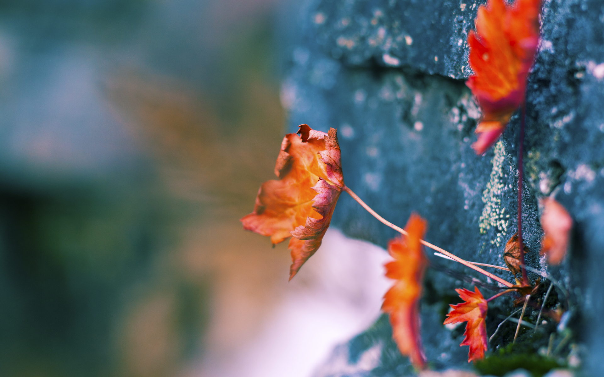 九游-荷兰国家队取得连胜，展现出色实力，荷兰国家队主力阵容