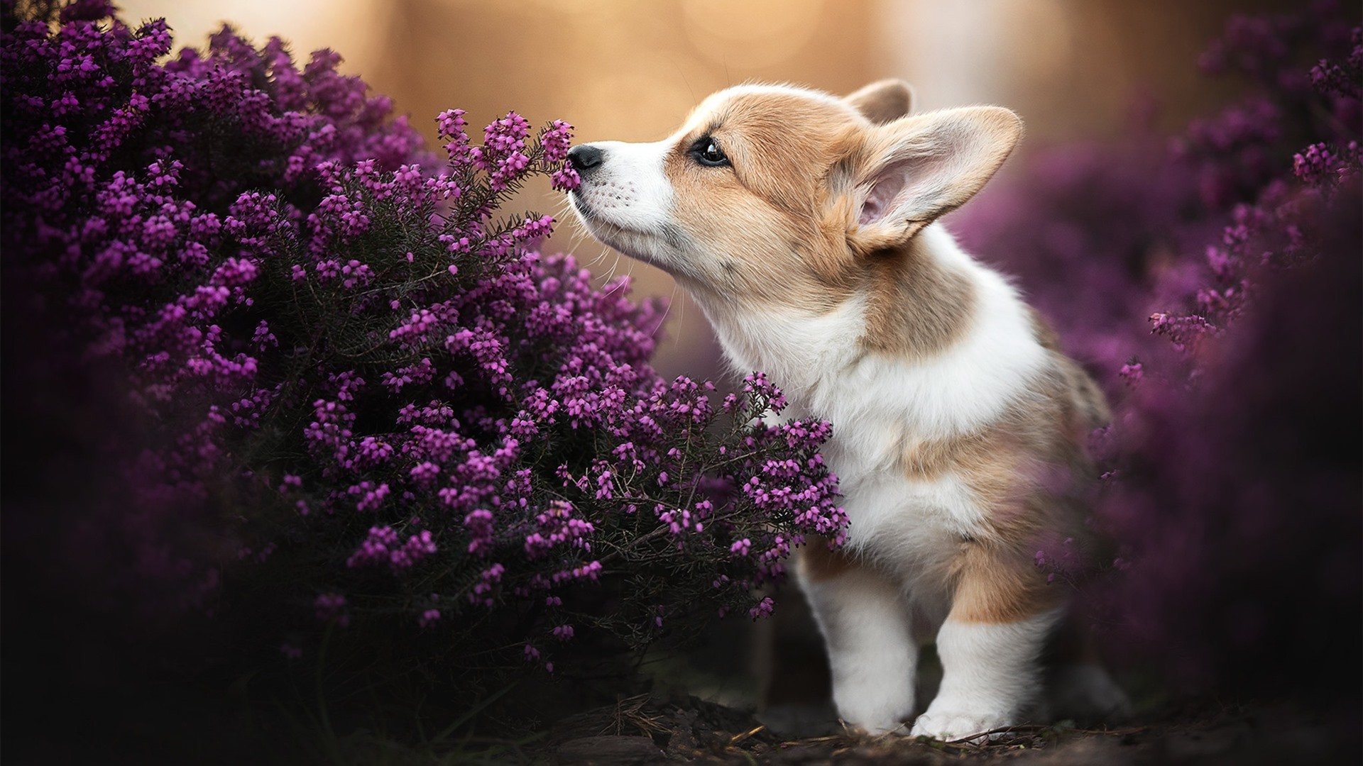 九游电脑版-阿扎尔可能将重返切尔西转会市场动荡，阿扎尔切尔西欧冠
