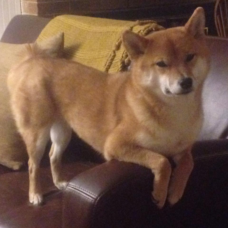 体教融合背景下的体育课程综合改革路径，体教融合背景下高校体育