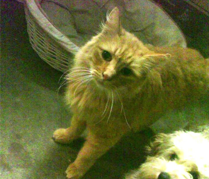 篮球运动视频回放技术应用研究，篮球录像高清回放像