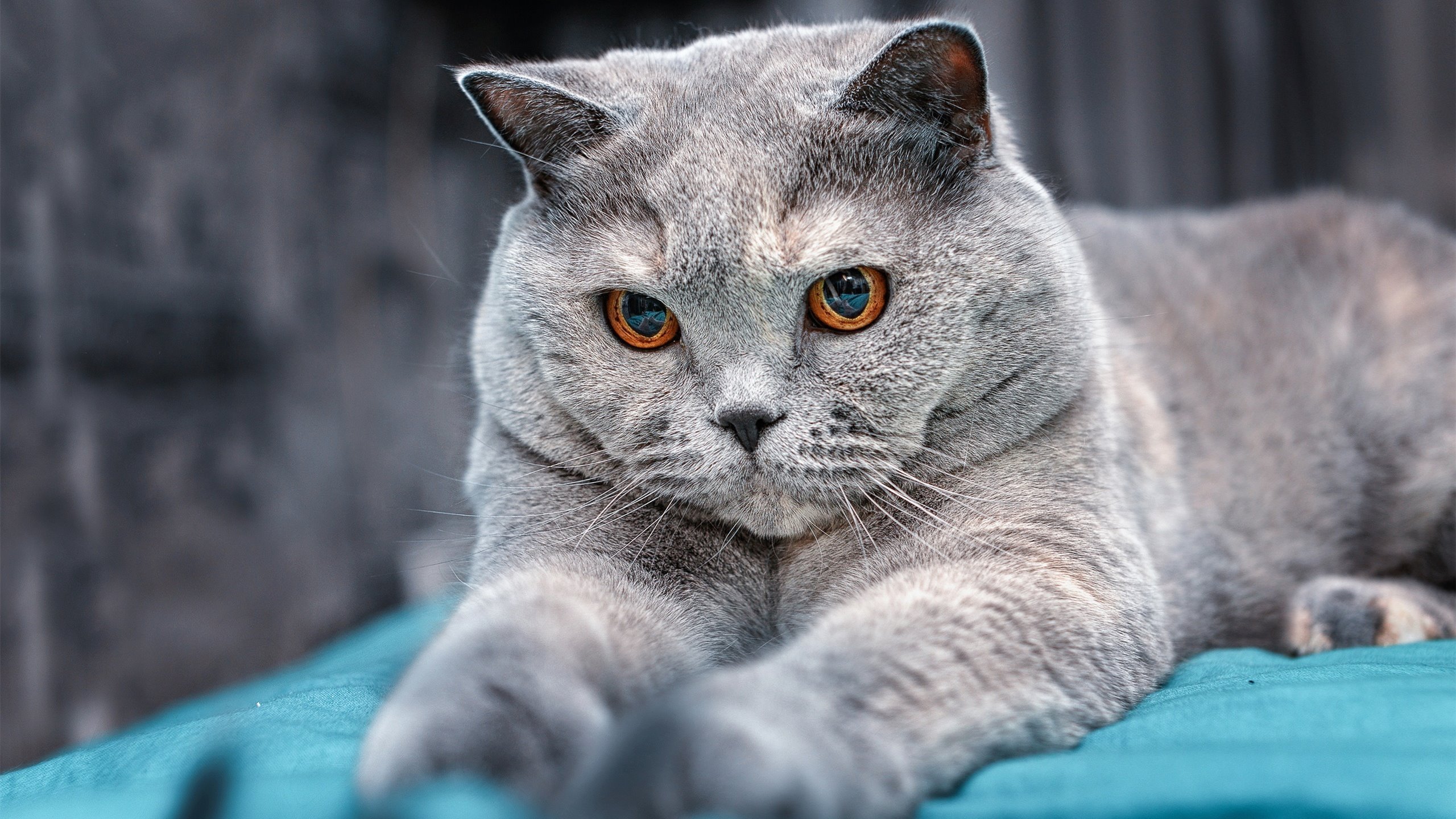 印度乒乓队未来：提升竞技水平，冲击国际大赛，印度乒乓球联赛