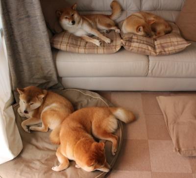 塞尔维亚男篮在欧洲锦标赛中展示强大实力,争夺最佳奖牌,塞尔维亚男篮落选赛