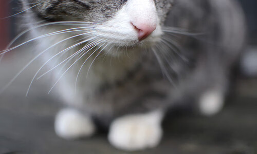 澳大利亚队决赛发挥稳定赢得喝彩,澳大利亚篮球决赛打几场