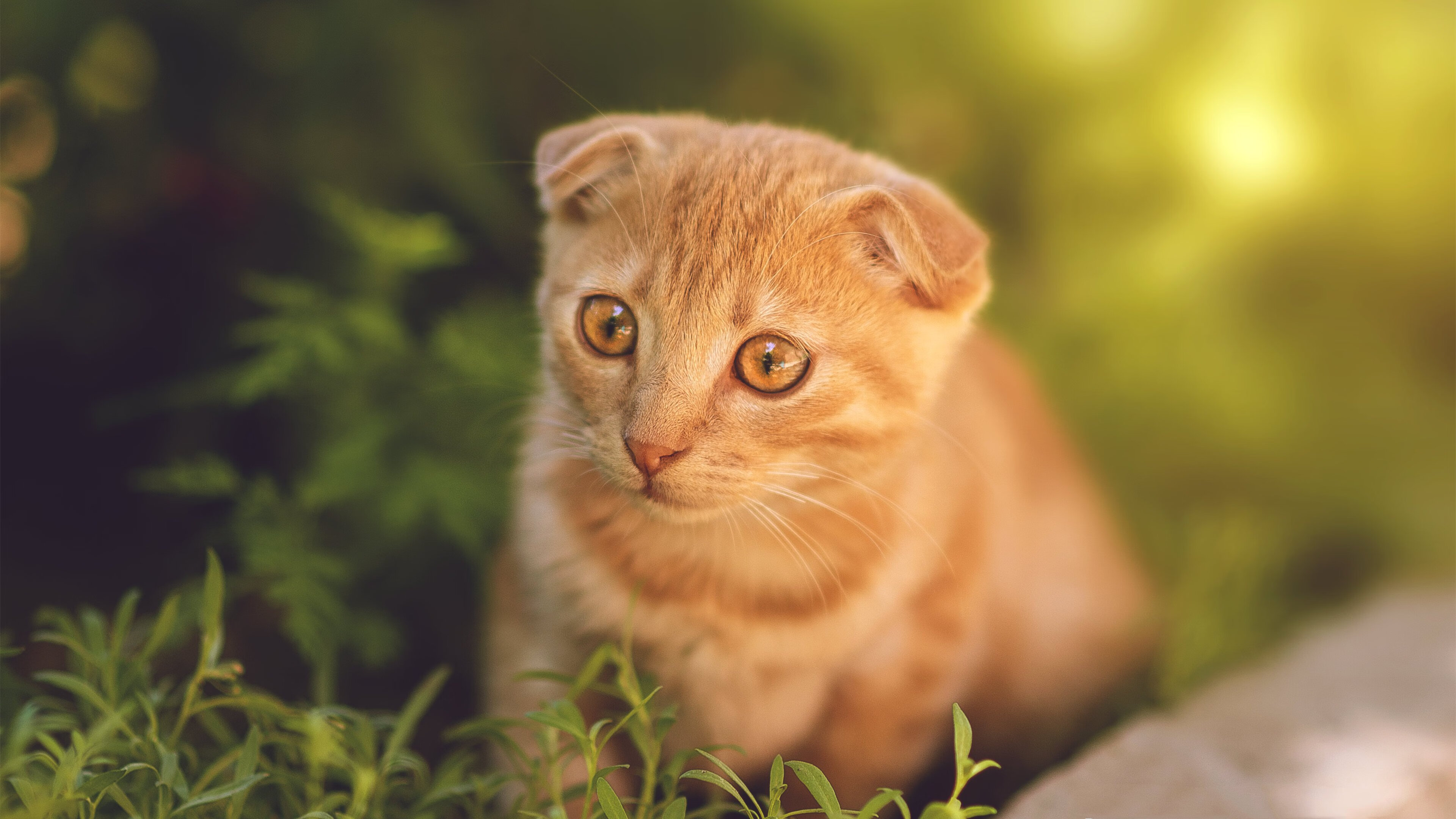 九游官网下载电脑版-美洲杯明星对决：突破、突破、再突破！，美洲杯决赛队员