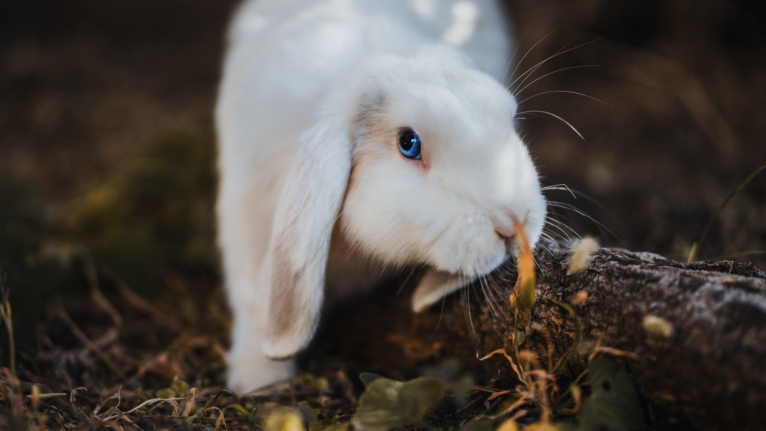 育成梯队与老队融合度高，整体延续性强，育成梯队与老队融合度高,整体延续性强的原因
