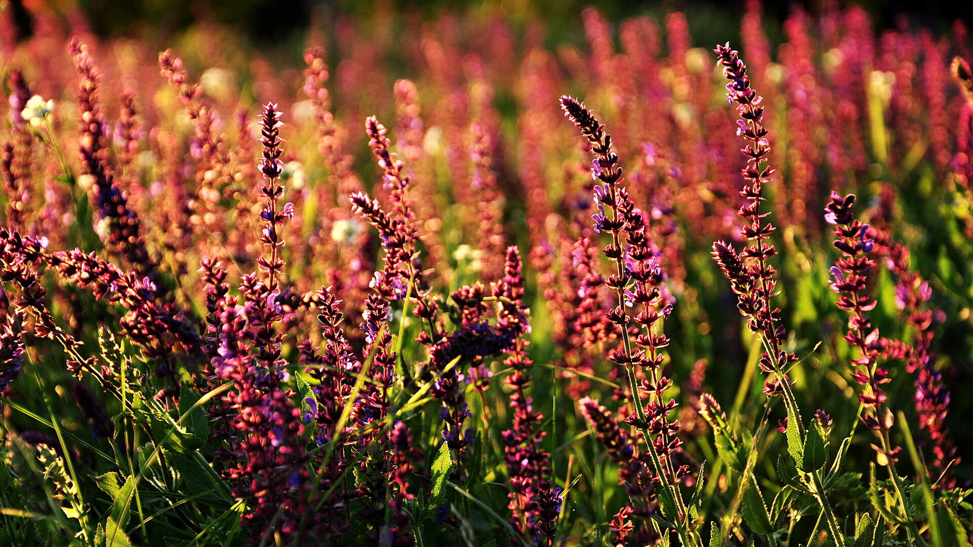 高校篮球战术公开课开讲知名教练分享实战经验干货,校园篮球赛战术